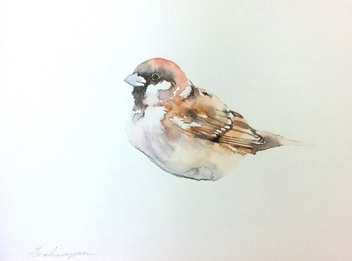Sparrow bird watercolor - sparrow,, bird,